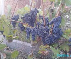 Shitet toke dhe shtepi kontenier