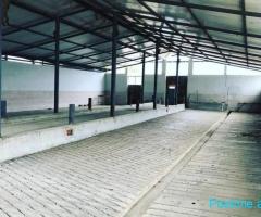 Jepen ose shiten 2 kamanone