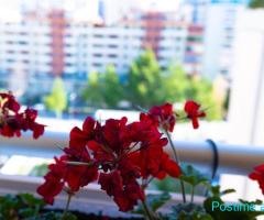 okazion shitet apartament/prapafingo 2+1+2+60 M VERAND
