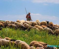 Kerkoj coban per dele