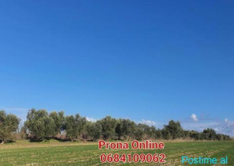 SHITET pemtore me ullinj dhe pemë frutore 11.000 m2 - 1/4