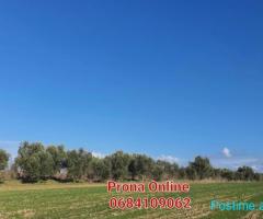 SHITET pemtore me ullinj dhe pemë frutore 11.000 m2