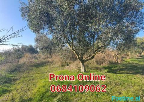 SHITET pemtore me ullinj dhe pemë frutore 11.000 m2 - 2/4
