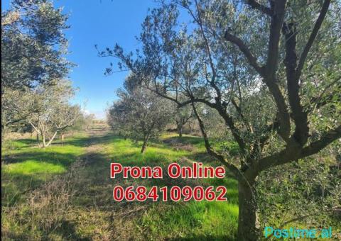 SHITET pemtore me ullinj dhe pemë frutore 11.000 m2 - 3/4