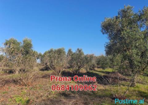 SHITET pemtore me ullinj dhe pemë frutore 11.000 m2 - 4/4