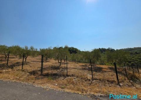 SHITET: TOKË PREMIUM NË PICALLË – 2,000 m² - 7/8