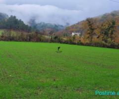 SHITET TOKE 3500 M2 PETRELE 31.500.000 LEKE FH-77391