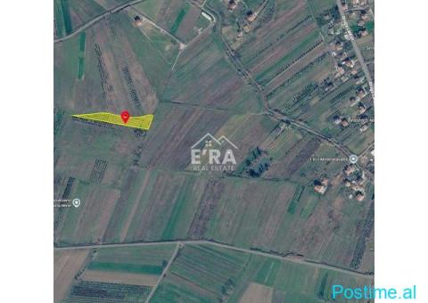 SHITET TOKË 2800m² ME 120 RRENJË ULLINJ NË MAMINAS, DURRËS