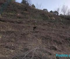 SHITET TOKE 2535 M2 KODRA E DIELLIT 480.000 EURO