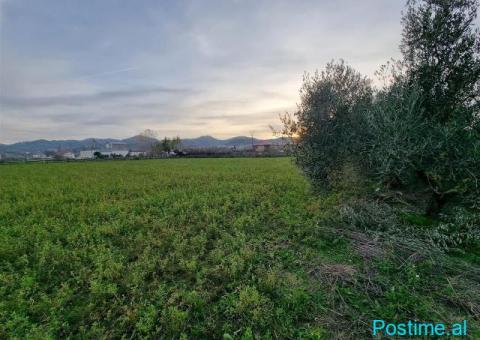 Shitet Toka, 6000m² - 2/5