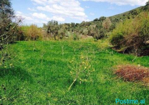 Shitet toke ne rrethin e komunes Zallherr - Tirane - 3/4