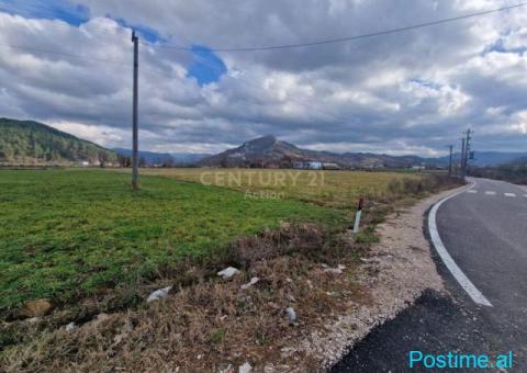 SHITET TOKE BUZE RRUGE KRYESORE NE TAGAN, TIRANE! - 2/2