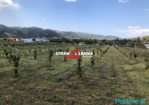 Toke ne shitje ne fshatin Cërujë, Gramsh (ID 4191132) - 3/4