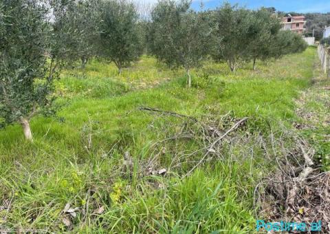 Shitet toke are+ndertese e banueshme 40m2 ne Manez Durres - 2/6