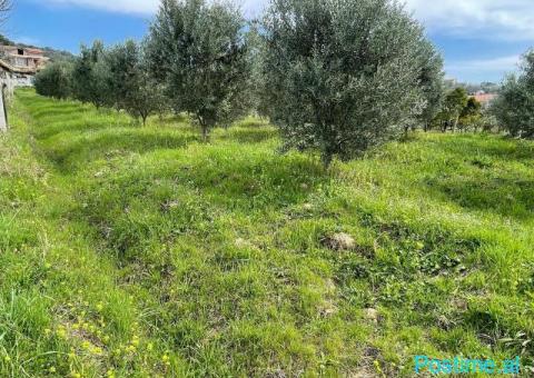 Shitet toke are+ndertese e banueshme 40m2 ne Manez Durres - 3/6