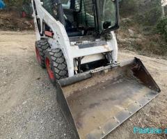 Bobcat