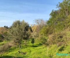 SHITET TOKE 1.300 M2 NE PASKUQAN 273.000 EURO