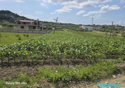 0697603180Shitet Tokë në Golem, 490m2 ! - 4/6
