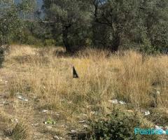 SHITET TOKE 1.400 M2 NE BERZHITE 185.000 EURO