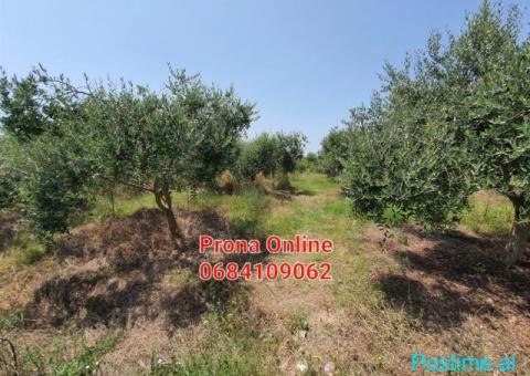 SHITET tokë 4.190 m2 në Manzë Durrës - 1/4
