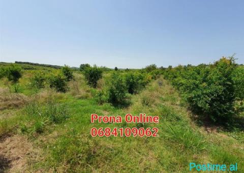 SHITET tokë 4.190 m2 në Manzë Durrës - 2/4