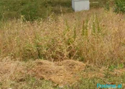 🌿 SHITET TOKË – PRANË AUTOSTRADËS TIRANË–DURRËS 📍 Vendndo