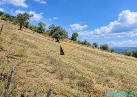 SHITET TOKE ARE 5.300 M2 NE KODER KASHAR 640.000 EURO