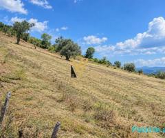 SHITET TOKE ARE 5.300 M2 NE KODER KASHAR 640.000 EURO