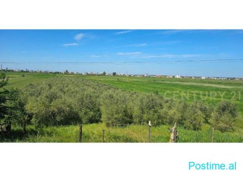 +355682429333 Shitet Tokë – Agonas / Kavajë - 1/3