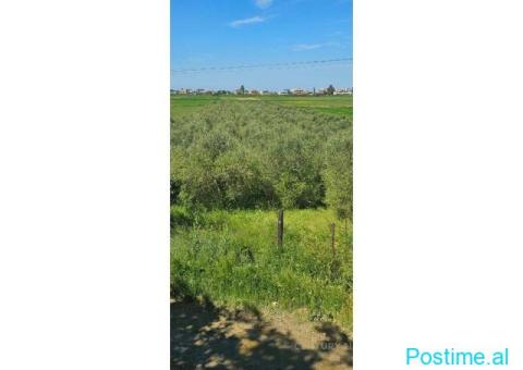 +355682429333 Shitet Tokë – Agonas / Kavajë - 3/3