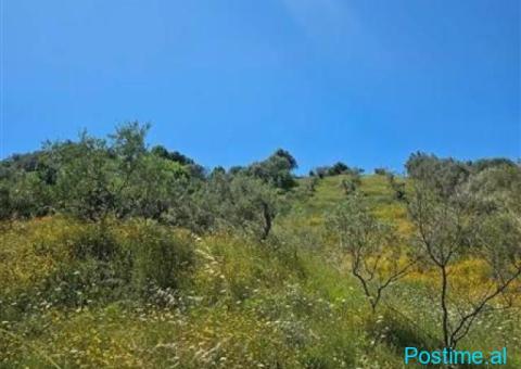 Okazion shitet toke ullishte 4500m2 Adresa Vore Maqinet - 5/6