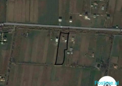 Okazione shitet toke 8000m2 Tale Lezhe - 3/6
