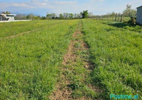 Okazione shitet toke 8000m2 Tale Lezhe - 4/6
