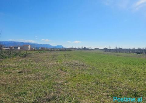 Okazion shitet prona 12 500m2 Adresa Ishull shengjin - 2/7