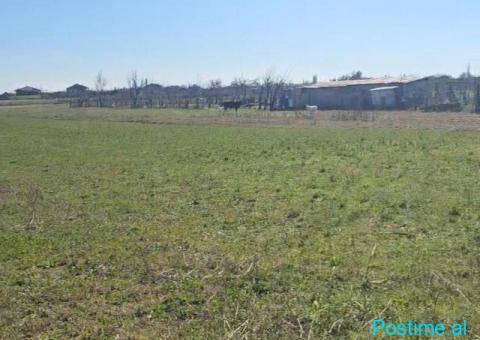 Okazion shitet prona 12 500m2 Adresa Ishull shengjin - 3/7