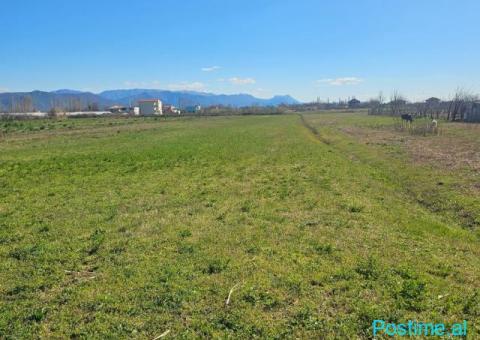 Okazion shitet prona 12 500m2 Adresa Ishull shengjin - 4/7