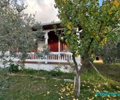 FERME + SHTEPI PRIVATE DRURI PER SHITJE 10 MIN LARG TEGUT!