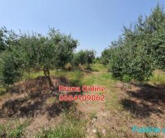 SHITET tokë 4.190 m2 në Manzë Durrës